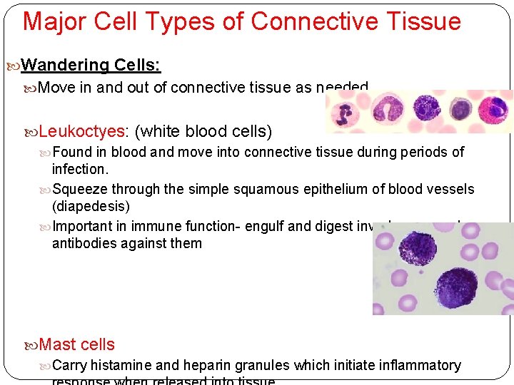Major Cell Types of Connective Tissue Wandering Cells: Move in and out of connective