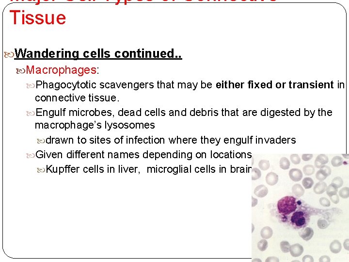 Major Cell Types of Connective Tissue Wandering cells continued. . Macrophages: Phagocytotic scavengers that