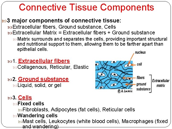 Connective Tissue Components 3 major components of connective tissue: Extracellular fibers, Ground substance, Cells