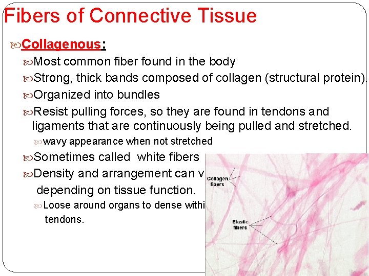 Fibers of Connective Tissue Collagenous: Most common fiber found in the body Strong, thick