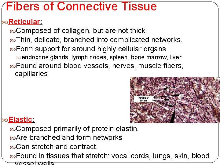 Fibers of Connective Tissue Reticular: Composed of collagen, but are not thick Thin, delicate,