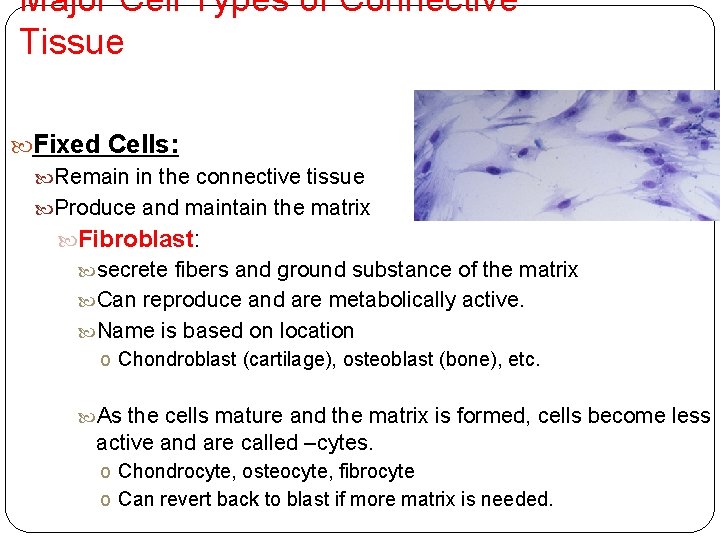 Major Cell Types of Connective Tissue Fixed Cells: Remain in the connective tissue Produce