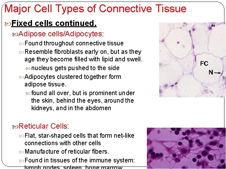 Major Cell Types of Connective Tissue Fixed cells continued. Adipose cells/Adipocytes: Found throughout connective