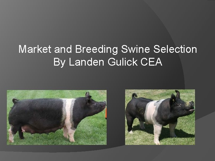 Market and Breeding Swine Selection By Landen Gulick CEA 