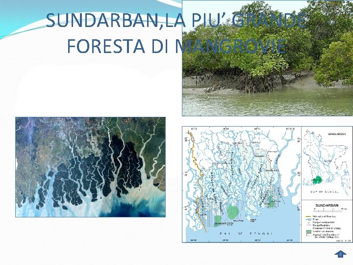 SUNDARBAN, LA PIU’ GRANDE FORESTA DI MANGROVIE 