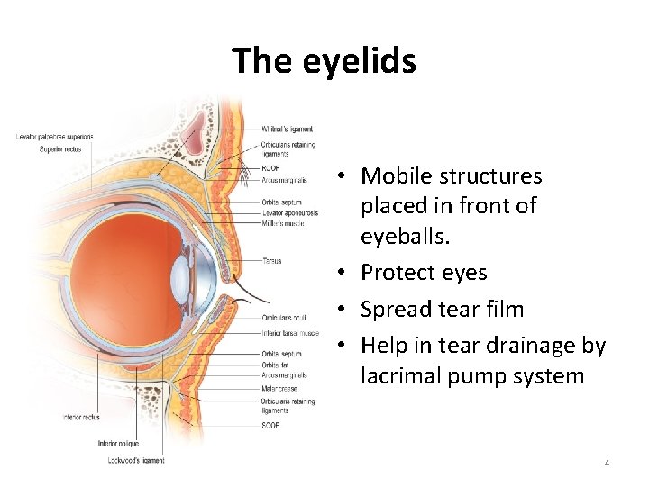The eyelids • Mobile structures placed in front of eyeballs. • Protect eyes •