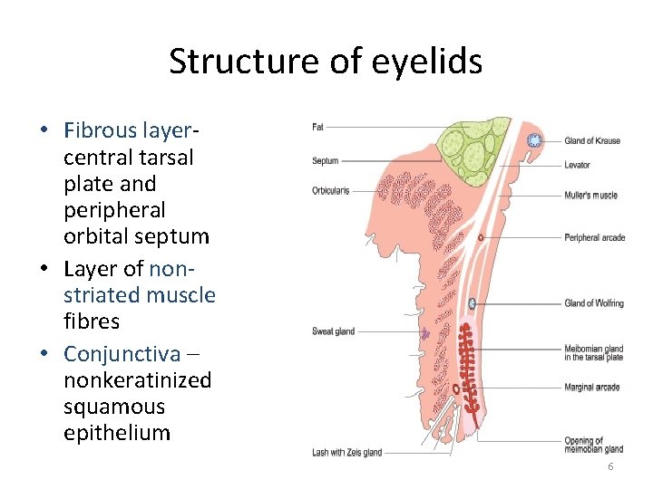 Structure of eyelids • Fibrous layercentral tarsal plate and peripheral orbital septum • Layer