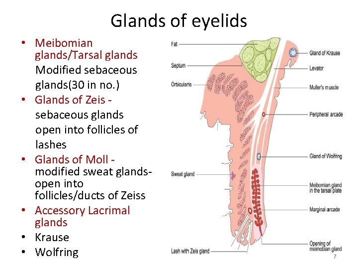 Glands of eyelids • Meibomian glands/Tarsal glands Modified sebaceous glands(30 in no. ) •