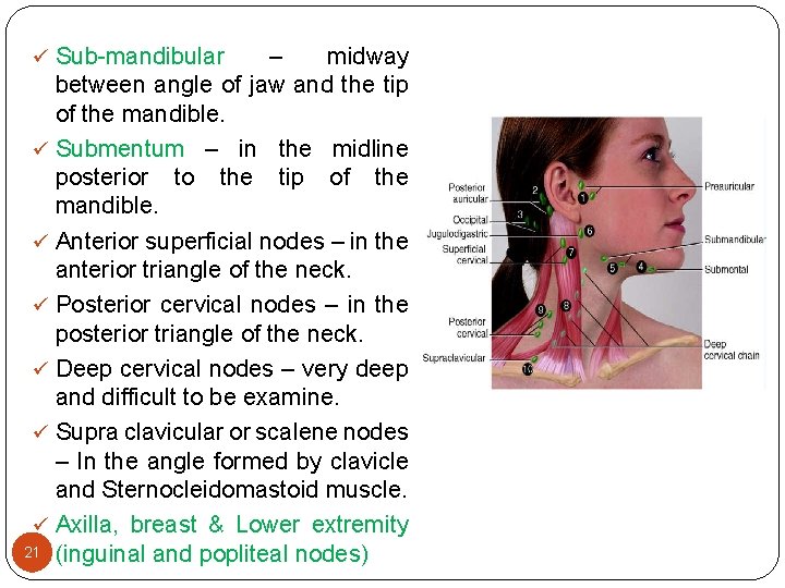 ü Sub-mandibular – midway between angle of jaw and the tip of the mandible.