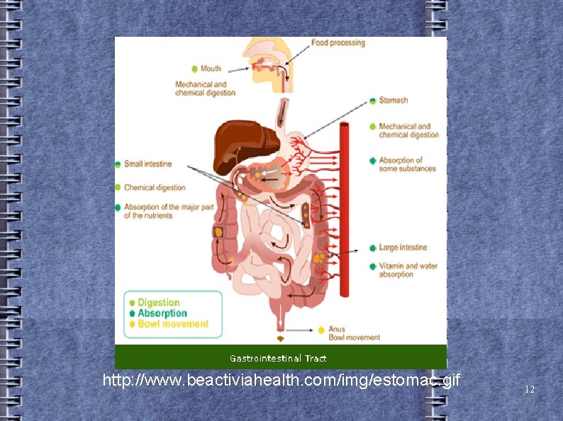 http: //www. beactiviahealth. com/img/estomac. gif 12  http: //www. beactiviahealth. com/img/estomac. gif 12