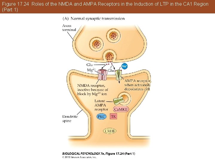 Figure 17. 24 Roles of the NMDA and AMPA Receptors in the Induction of Figure 17. 24 Roles of the NMDA and AMPA Receptors in the Induction of