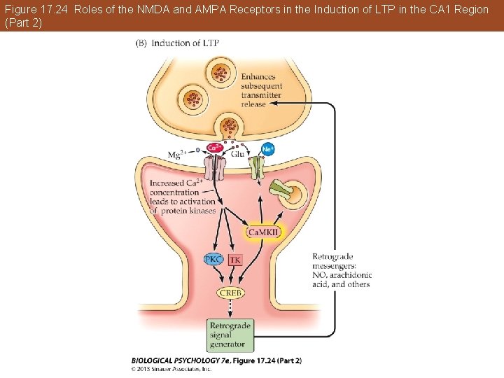 Figure 17. 24 Roles of the NMDA and AMPA Receptors in the Induction of Figure 17. 24 Roles of the NMDA and AMPA Receptors in the Induction of