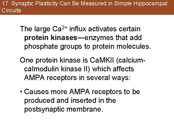 17 Synaptic Plasticity Can Be Measured in Simple Hippocampal Circuits The large Ca 2+ 17 Synaptic Plasticity Can Be Measured in Simple Hippocampal Circuits The large Ca 2+