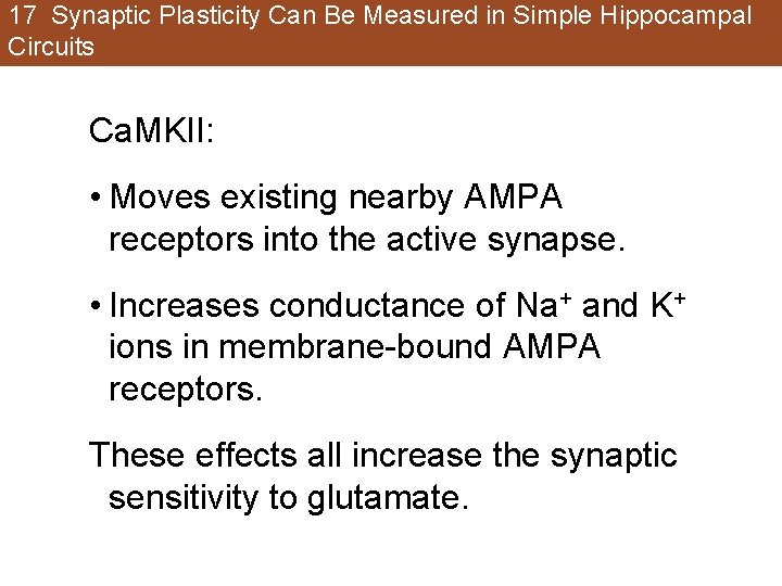17 Synaptic Plasticity Can Be Measured in Simple Hippocampal Circuits Ca. MKII: • Moves 17 Synaptic Plasticity Can Be Measured in Simple Hippocampal Circuits Ca. MKII: • Moves