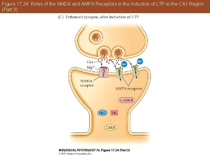 Figure 17. 24 Roles of the NMDA and AMPA Receptors in the Induction of Figure 17. 24 Roles of the NMDA and AMPA Receptors in the Induction of