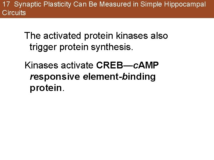 17 Synaptic Plasticity Can Be Measured in Simple Hippocampal Circuits The activated protein kinases 17 Synaptic Plasticity Can Be Measured in Simple Hippocampal Circuits The activated protein kinases