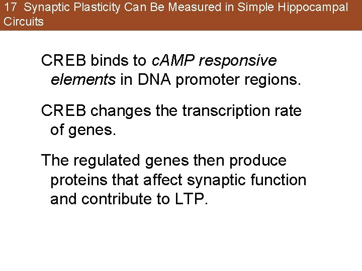17 Synaptic Plasticity Can Be Measured in Simple Hippocampal Circuits CREB binds to c. 17 Synaptic Plasticity Can Be Measured in Simple Hippocampal Circuits CREB binds to c.