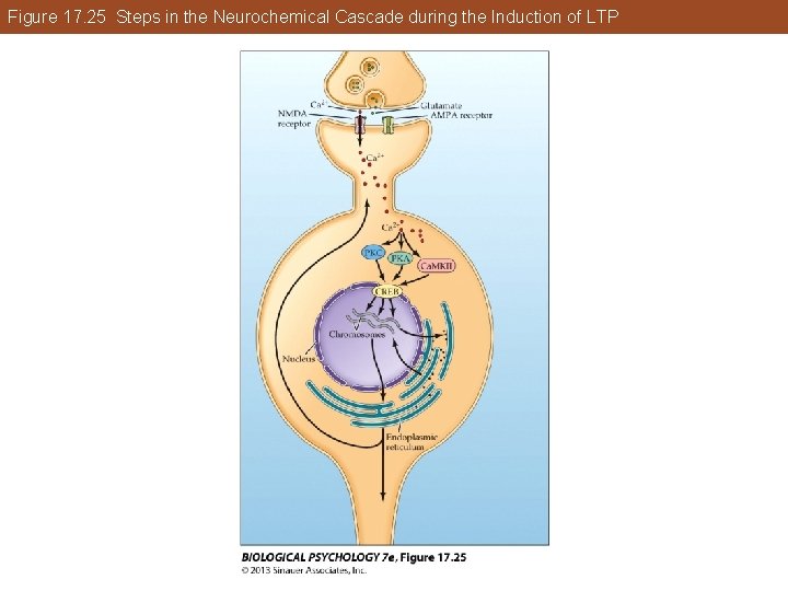 Figure 17. 25 Steps in the Neurochemical Cascade during the Induction of LTP Figure 17. 25 Steps in the Neurochemical Cascade during the Induction of LTP