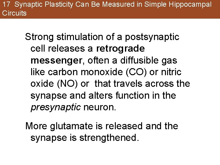17 Synaptic Plasticity Can Be Measured in Simple Hippocampal Circuits Strong stimulation of a 17 Synaptic Plasticity Can Be Measured in Simple Hippocampal Circuits Strong stimulation of a