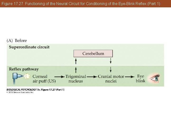 Figure 17. 27 Functioning of the Neural Circuit for Conditioning of the Eye-Blink Reflex Figure 17. 27 Functioning of the Neural Circuit for Conditioning of the Eye-Blink Reflex