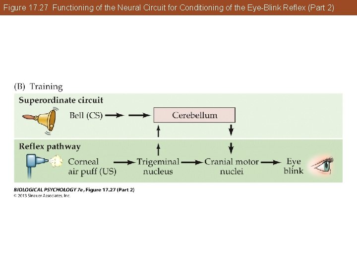 Figure 17. 27 Functioning of the Neural Circuit for Conditioning of the Eye-Blink Reflex Figure 17. 27 Functioning of the Neural Circuit for Conditioning of the Eye-Blink Reflex