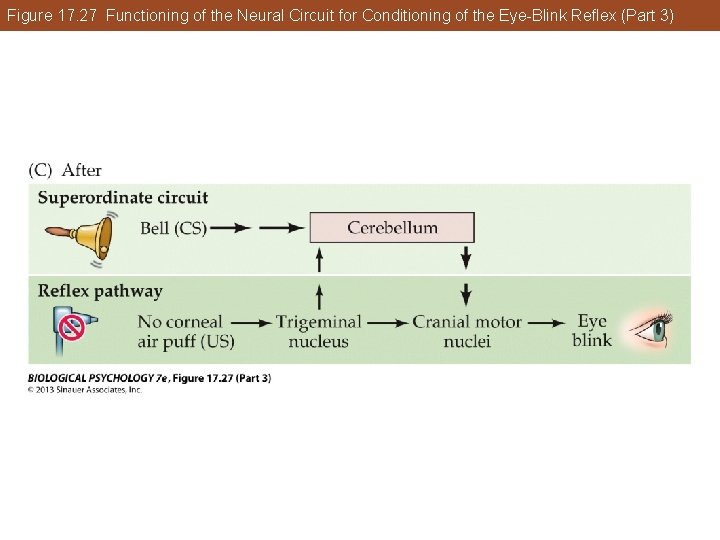 Figure 17. 27 Functioning of the Neural Circuit for Conditioning of the Eye-Blink Reflex Figure 17. 27 Functioning of the Neural Circuit for Conditioning of the Eye-Blink Reflex