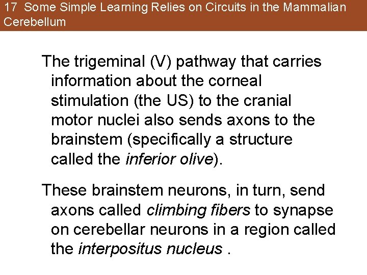 17 Some Simple Learning Relies on Circuits in the Mammalian Cerebellum The trigeminal (V) 17 Some Simple Learning Relies on Circuits in the Mammalian Cerebellum The trigeminal (V)