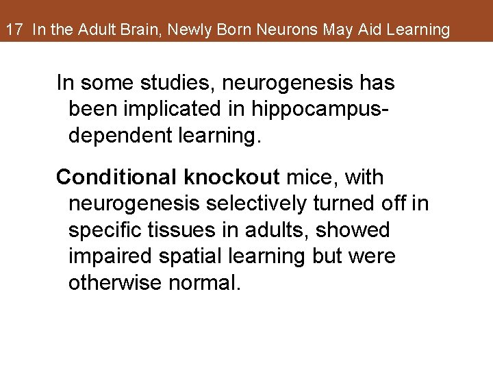 17 In the Adult Brain, Newly Born Neurons May Aid Learning In some studies, 17 In the Adult Brain, Newly Born Neurons May Aid Learning In some studies,
