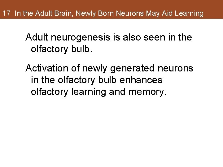 17 In the Adult Brain, Newly Born Neurons May Aid Learning Adult neurogenesis is 17 In the Adult Brain, Newly Born Neurons May Aid Learning Adult neurogenesis is
