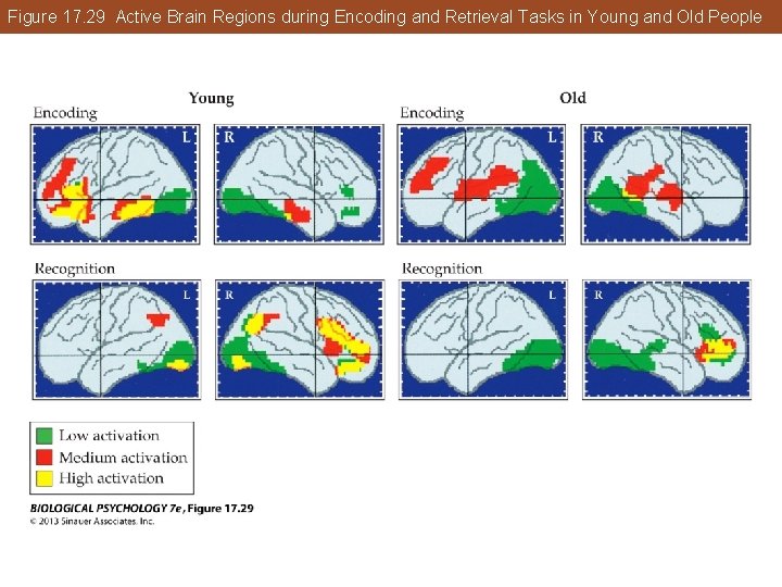 Figure 17. 29 Active Brain Regions during Encoding and Retrieval Tasks in Young and Figure 17. 29 Active Brain Regions during Encoding and Retrieval Tasks in Young and