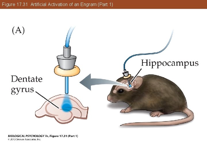 Figure 17. 31 Artificial Activation of an Engram (Part 1) Figure 17. 31 Artificial Activation of an Engram (Part 1)