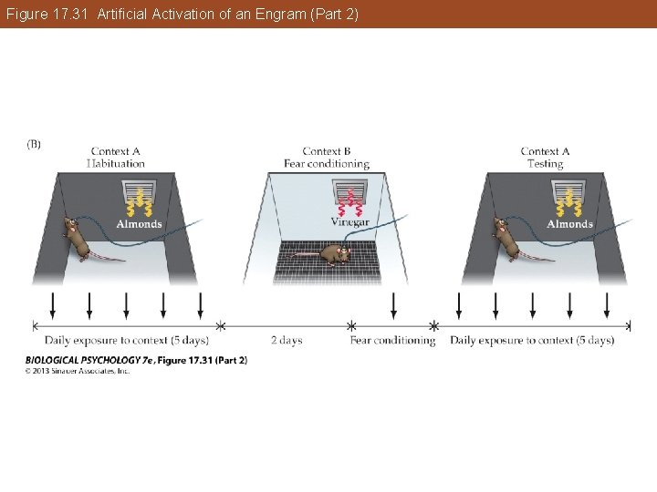 Figure 17. 31 Artificial Activation of an Engram (Part 2) Figure 17. 31 Artificial Activation of an Engram (Part 2)