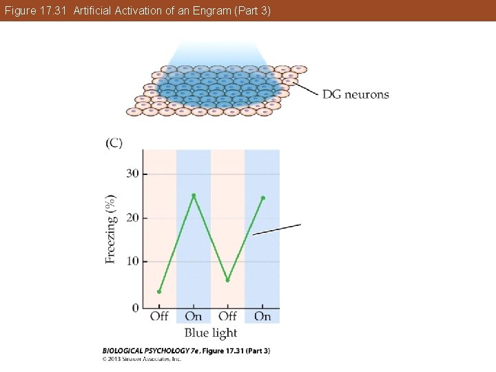 Figure 17. 31 Artificial Activation of an Engram (Part 3) Figure 17. 31 Artificial Activation of an Engram (Part 3)