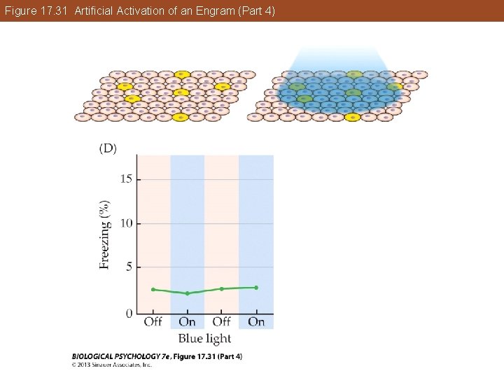 Figure 17. 31 Artificial Activation of an Engram (Part 4) Figure 17. 31 Artificial Activation of an Engram (Part 4)