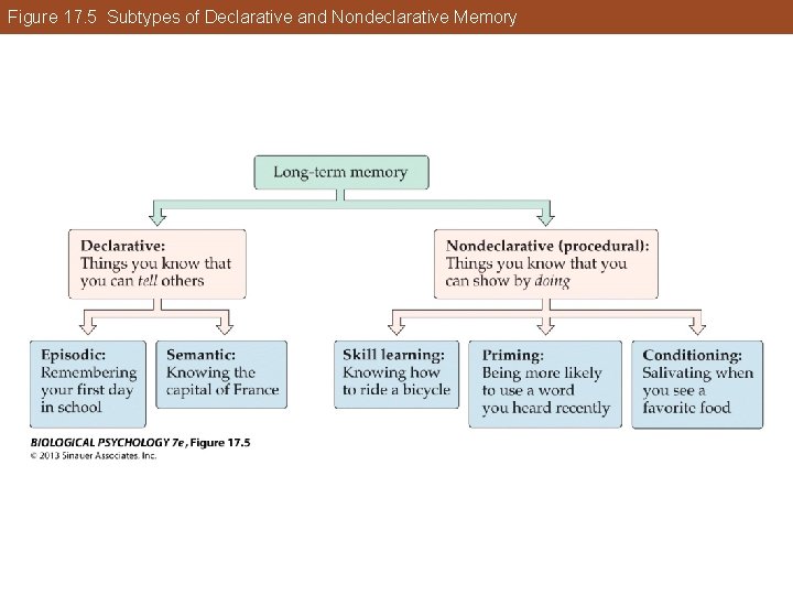 Figure 17. 5 Subtypes of Declarative and Nondeclarative Memory Figure 17. 5 Subtypes of Declarative and Nondeclarative Memory