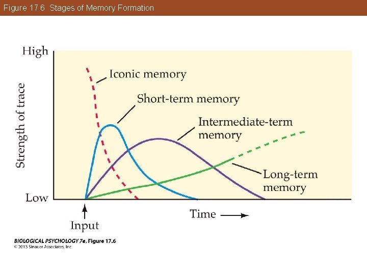 Figure 17. 6 Stages of Memory Formation Figure 17. 6 Stages of Memory Formation
