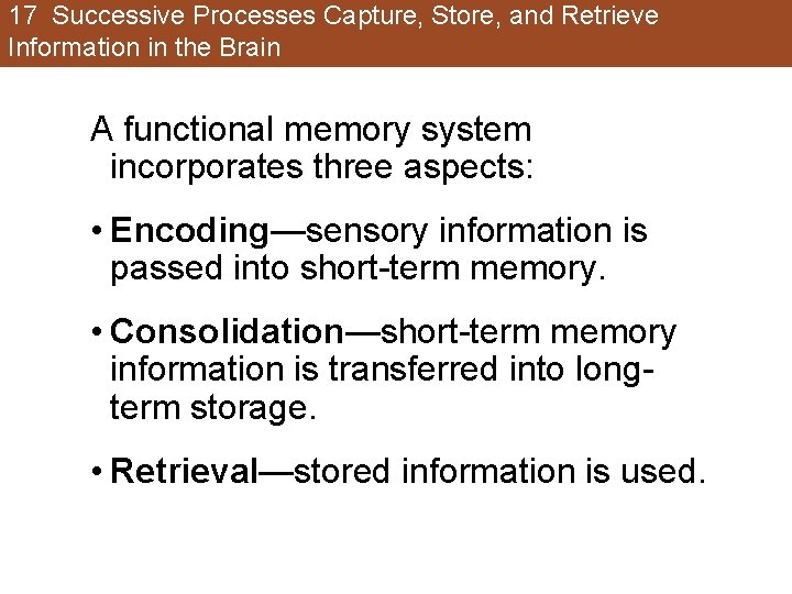 17 Successive Processes Capture, Store, and Retrieve Information in the Brain A functional memory 17 Successive Processes Capture, Store, and Retrieve Information in the Brain A functional memory