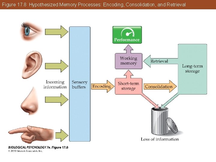 Figure 17. 8 Hypothesized Memory Processes: Encoding, Consolidation, and Retrieval Figure 17. 8 Hypothesized Memory Processes: Encoding, Consolidation, and Retrieval