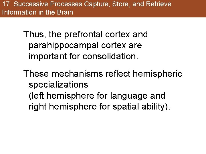 17 Successive Processes Capture, Store, and Retrieve Information in the Brain Thus, the prefrontal 17 Successive Processes Capture, Store, and Retrieve Information in the Brain Thus, the prefrontal