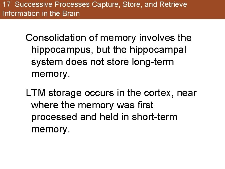 17 Successive Processes Capture, Store, and Retrieve Information in the Brain Consolidation of memory 17 Successive Processes Capture, Store, and Retrieve Information in the Brain Consolidation of memory