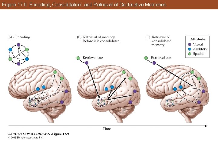 Figure 17. 9 Encoding, Consolidation, and Retrieval of Declarative Memories Figure 17. 9 Encoding, Consolidation, and Retrieval of Declarative Memories