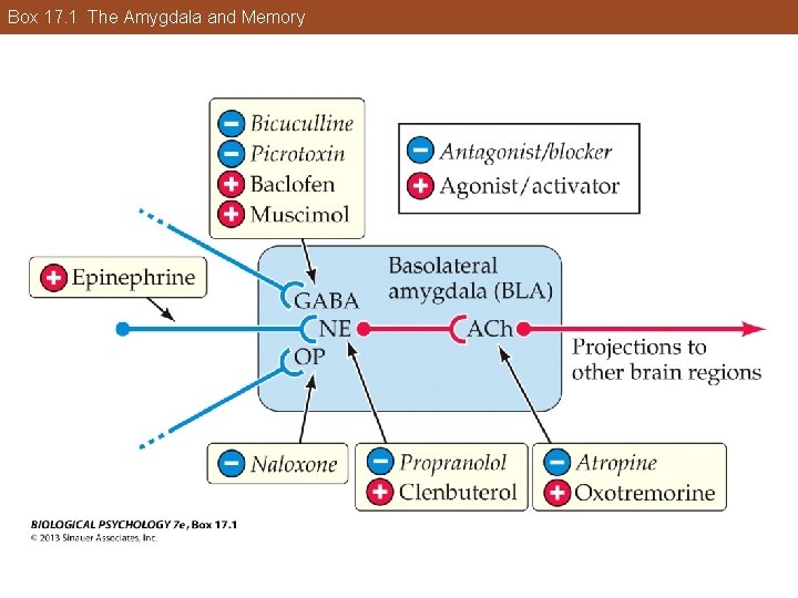 Box 17. 1 The Amygdala and Memory Box 17. 1 The Amygdala and Memory