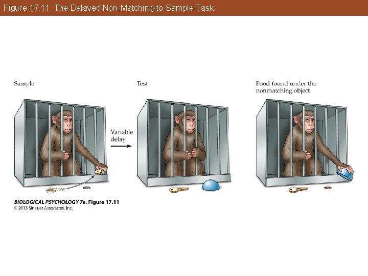 Figure 17. 11 The Delayed Non-Matching-to-Sample Task Figure 17. 11 The Delayed Non-Matching-to-Sample Task