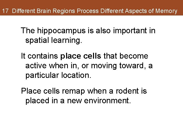 17 Different Brain Regions Process Different Aspects of Memory The hippocampus is also important 17 Different Brain Regions Process Different Aspects of Memory The hippocampus is also important