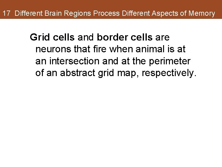 17 Different Brain Regions Process Different Aspects of Memory Grid cells and border cells 17 Different Brain Regions Process Different Aspects of Memory Grid cells and border cells