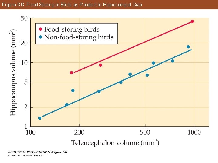 Figure 6. 6 Food Storing in Birds as Related to Hippocampal Size Figure 6. 6 Food Storing in Birds as Related to Hippocampal Size