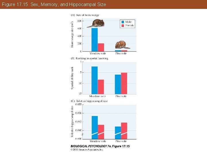 Figure 17. 15 Sex, Memory, and Hippocampal Size Figure 17. 15 Sex, Memory, and Hippocampal Size