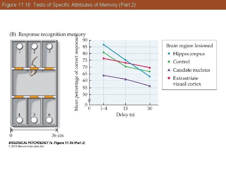 Figure 17. 16 Tests of Specific Attributes of Memory (Part 2) Figure 17. 16 Tests of Specific Attributes of Memory (Part 2)