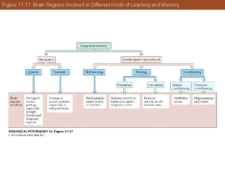 Figure 17. 17 Brain Regions Involved in Different Kinds of Learning and Memory Figure 17. 17 Brain Regions Involved in Different Kinds of Learning and Memory