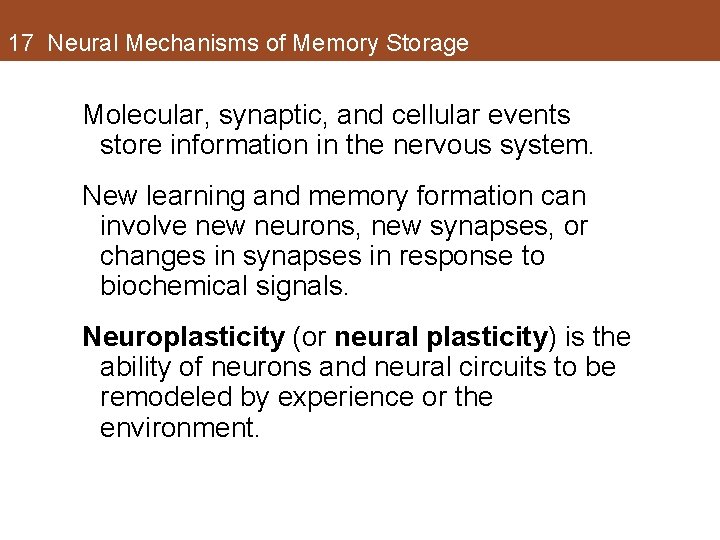 17 Neural Mechanisms of Memory Storage Molecular, synaptic, and cellular events store information in 17 Neural Mechanisms of Memory Storage Molecular, synaptic, and cellular events store information in